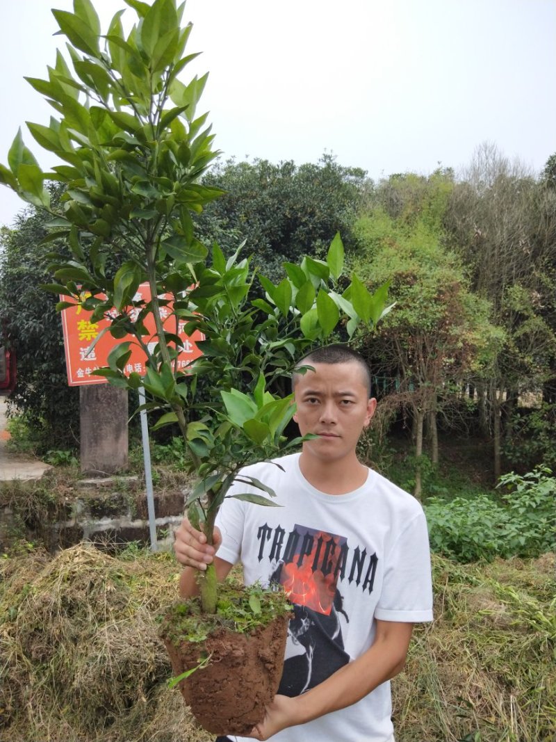爱媛38号苗