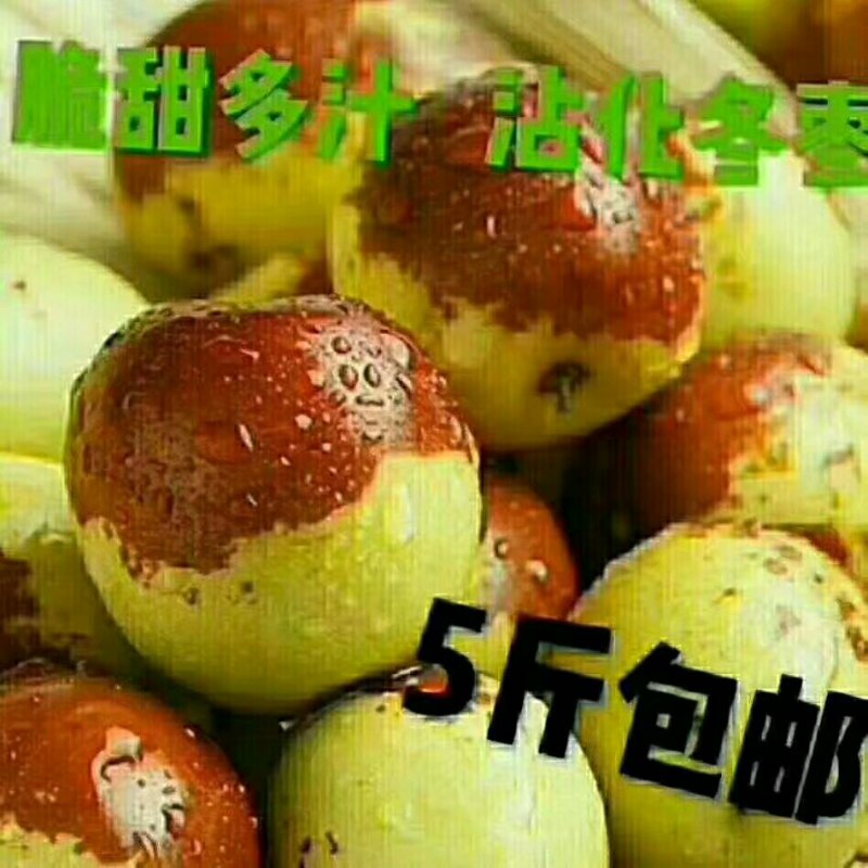 沾化冬枣