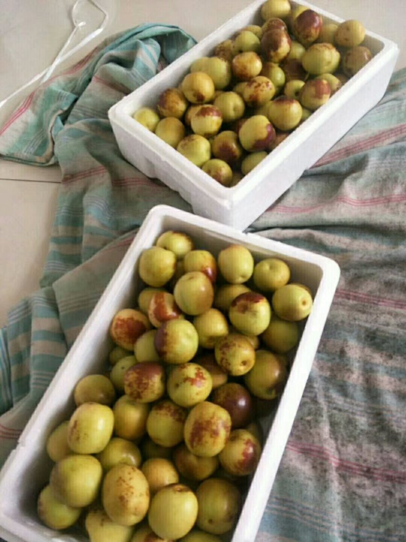 沾化冬枣