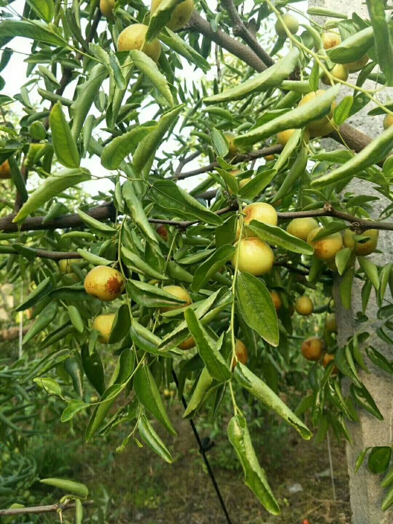 沾化冬枣