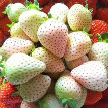 小白草莓苗，天使八号草莓苗，梦之莹草莓苗，现货直销
