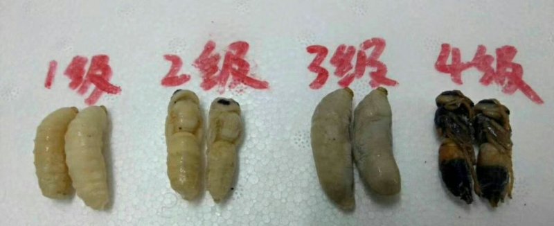 10斤也是批发价~一二级蜂蛹