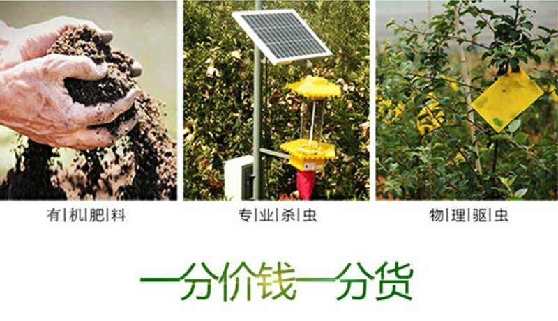 天水花牛苹果新鲜包邮，老人宝宝刮泥吃的粉苹果