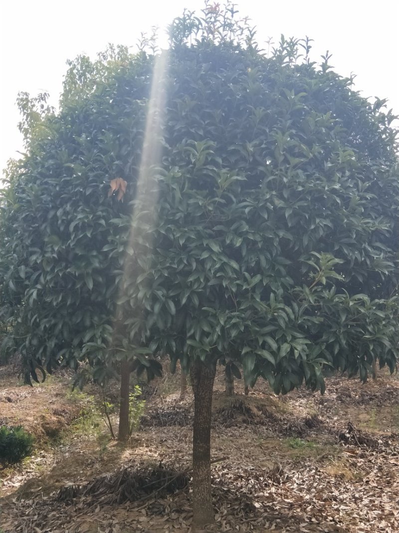 【推荐】5--20公分桂花树，基地直发保质保量，欢迎客商咨询