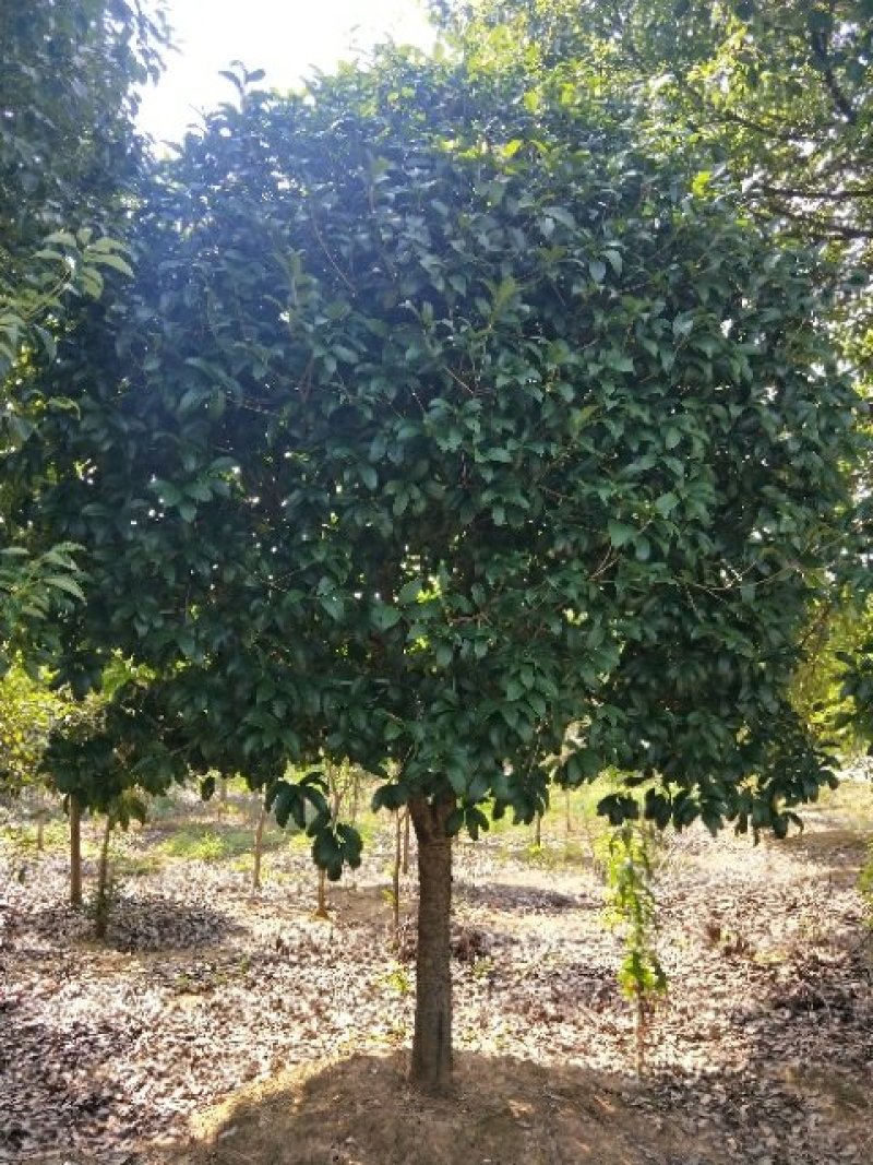 【推荐】5--20公分桂花树，基地直发保质保量，欢迎客商咨询