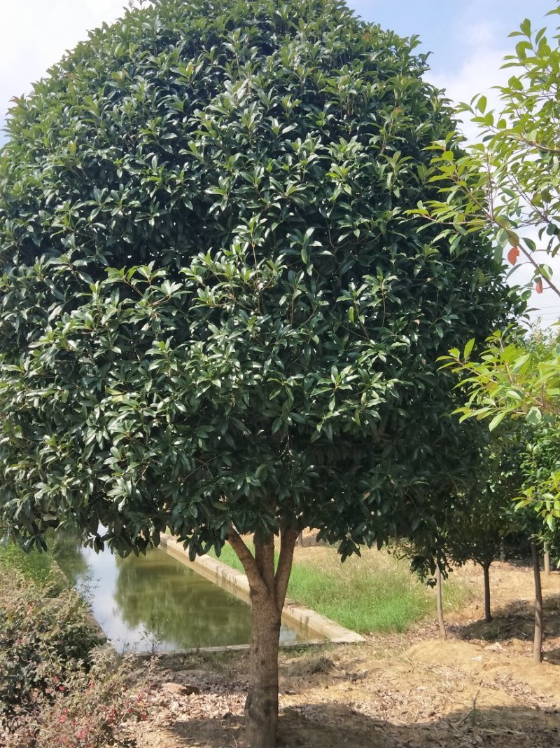 【推荐】5--20公分桂花树，基地直发保质保量，欢迎客商咨询