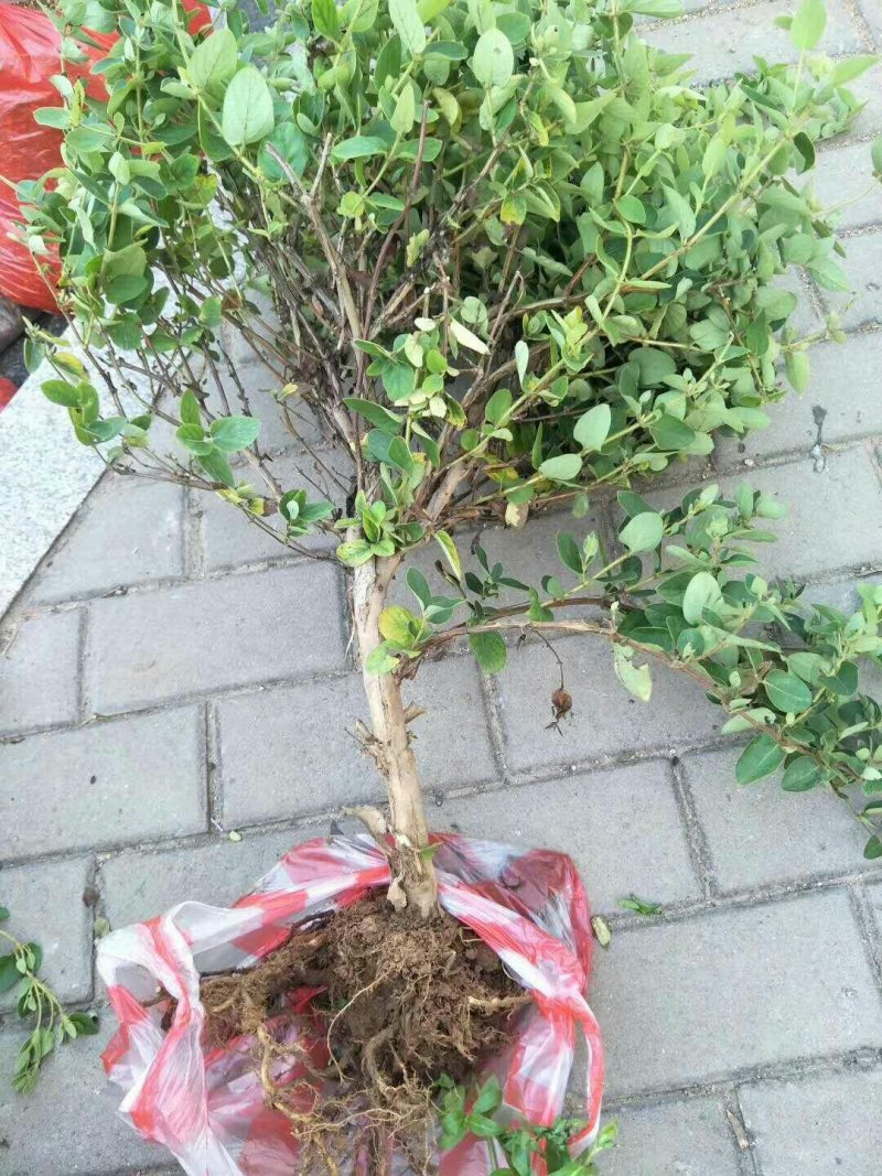 金银花苗