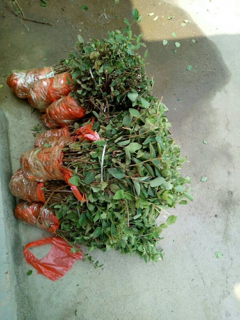 金银花苗