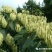 金银花苗