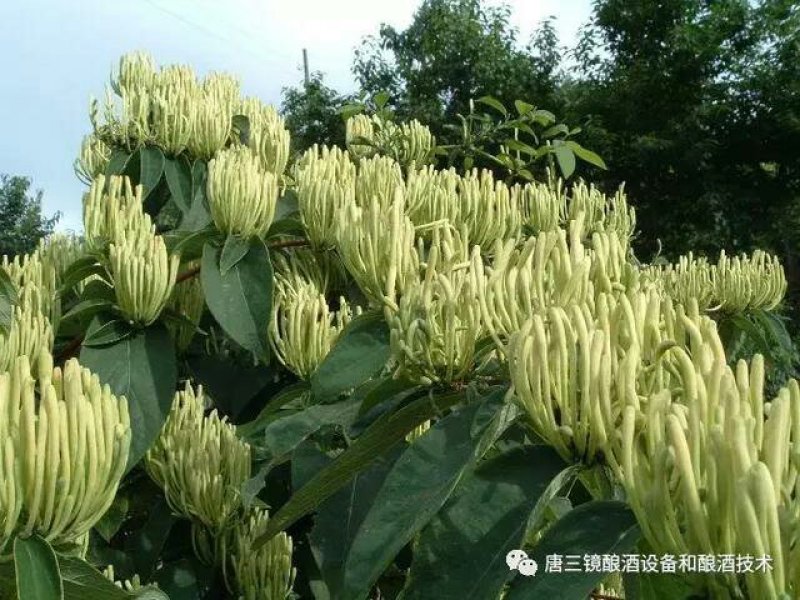 金银花苗