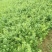 金银花苗