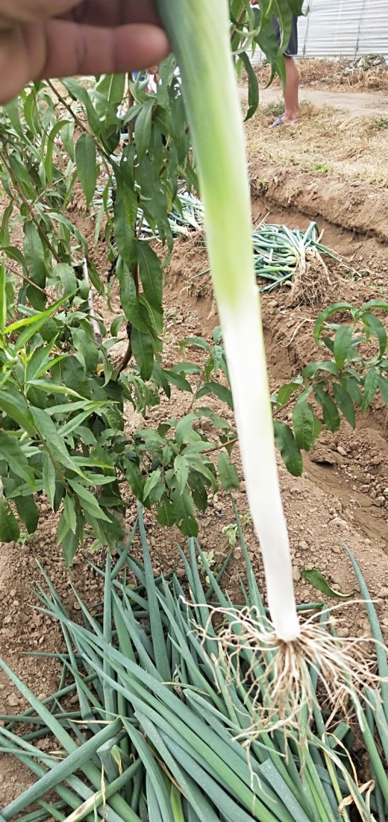 【产地供应】优质长白大葱根系干净葱味十足量大从优