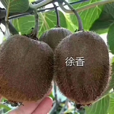 周至猕猴桃