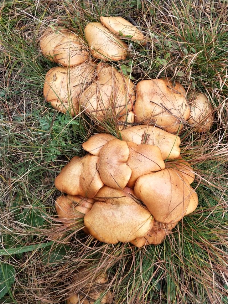 东北野生烤干松蘑