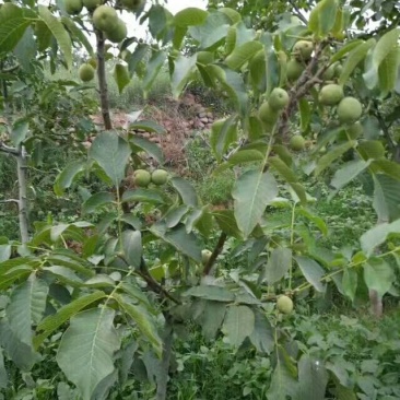 核桃树，10公分核桃树基地，占地核桃树苗，薄皮核桃苗