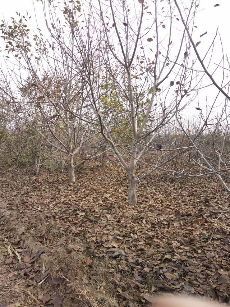 核桃树，10公分核桃树基地，占地核桃树苗，薄皮核桃苗