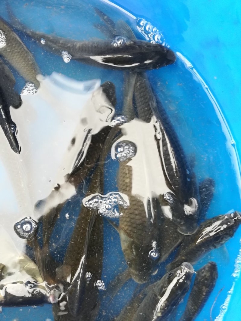 鲫鱼