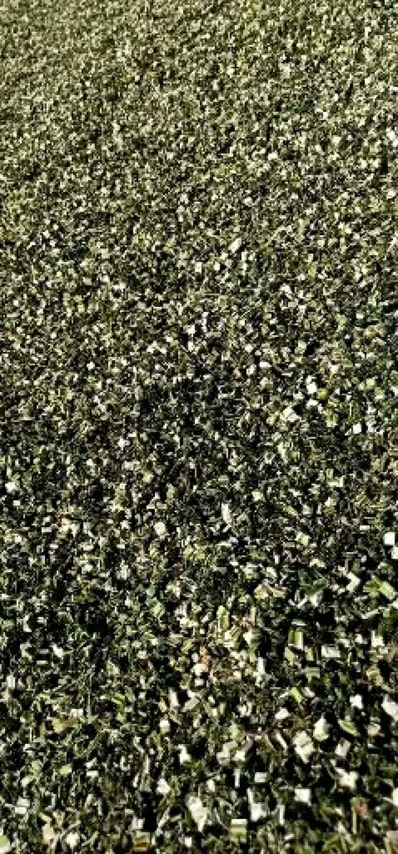 益母草