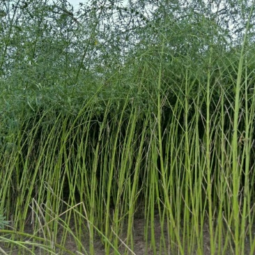 益母草