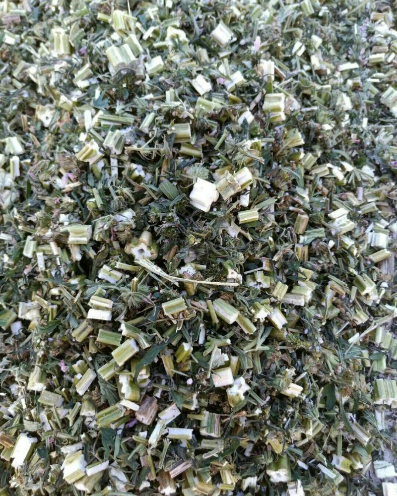 益母草