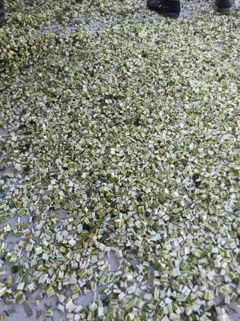 益母草