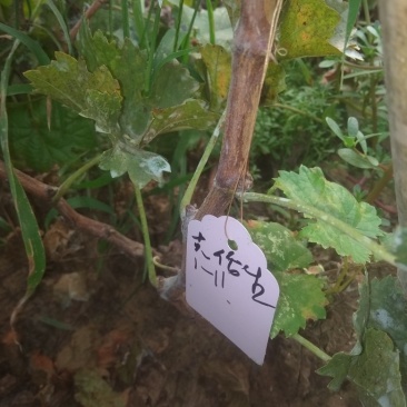克伦生葡萄苗