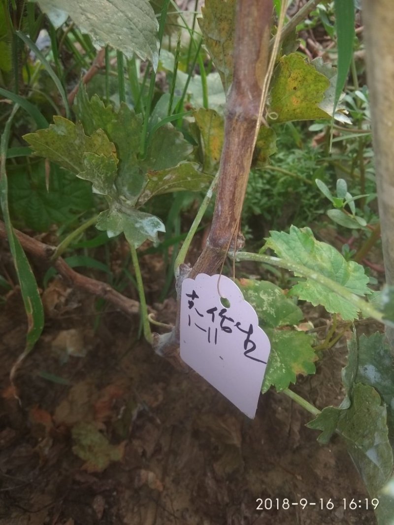 克伦生葡萄苗