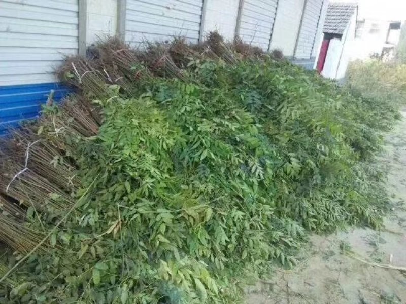 苗圃出售香椿苗批发零售价格