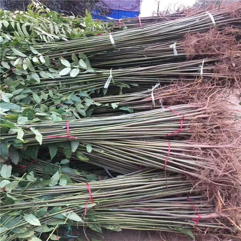 苗圃出售香椿苗批发零售价格