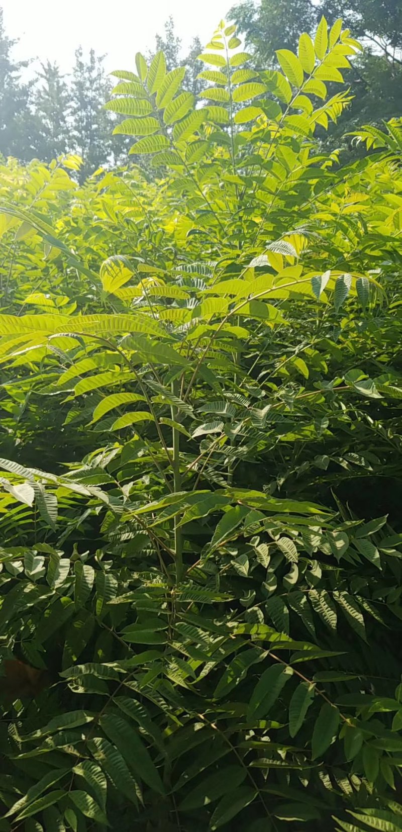 苗圃出售香椿苗批发零售价格