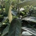 核桃苗，柿子苗，苹果苗，钙果苗，花椒苗，皂角苗，连翘苗