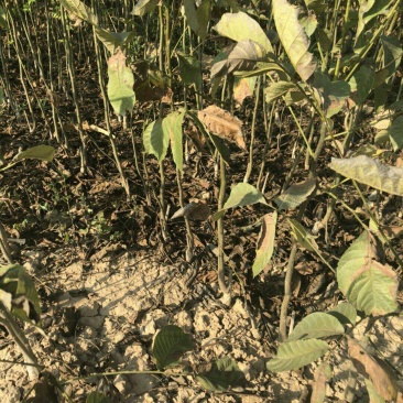 核桃苗，柿子苗，苹果苗，钙果苗，花椒苗，皂角苗，连翘苗