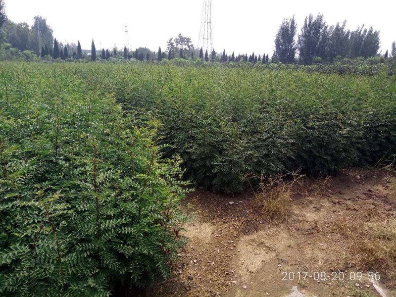 基地批发零售纯正大红袍花椒苗，价格优惠