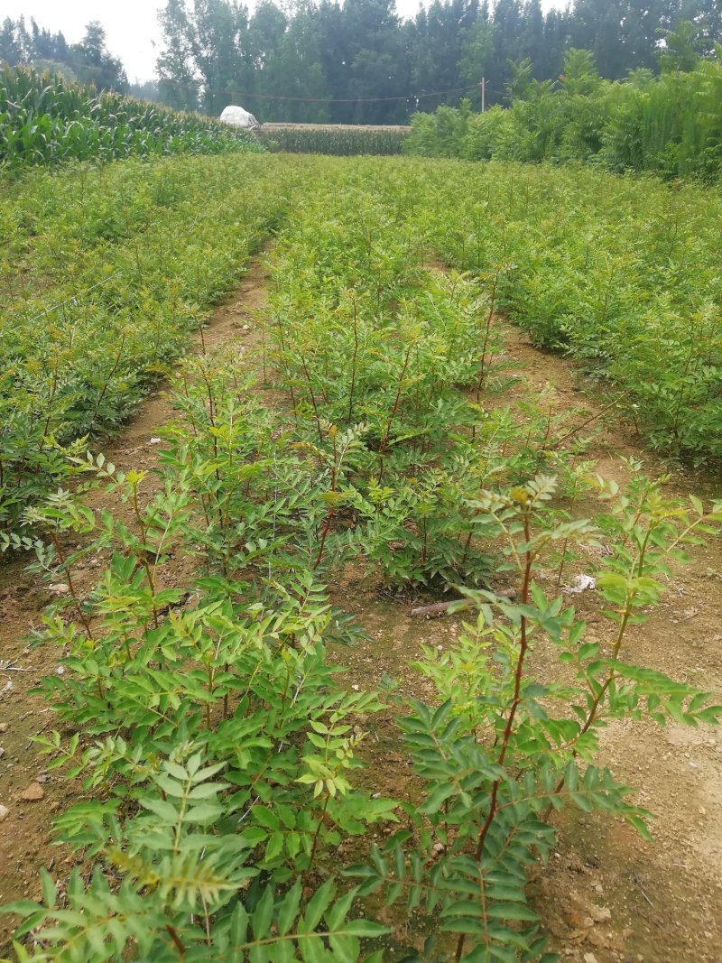 基地批发零售纯正大红袍花椒苗，价格优惠
