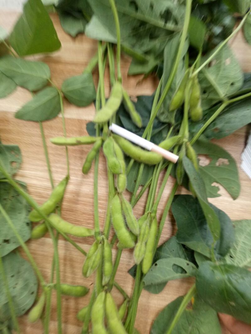 翠绿宝毛豆大青豆30克以上