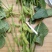 翠绿宝毛豆大青豆30克以上