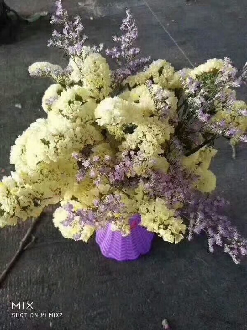 勿忘我干花