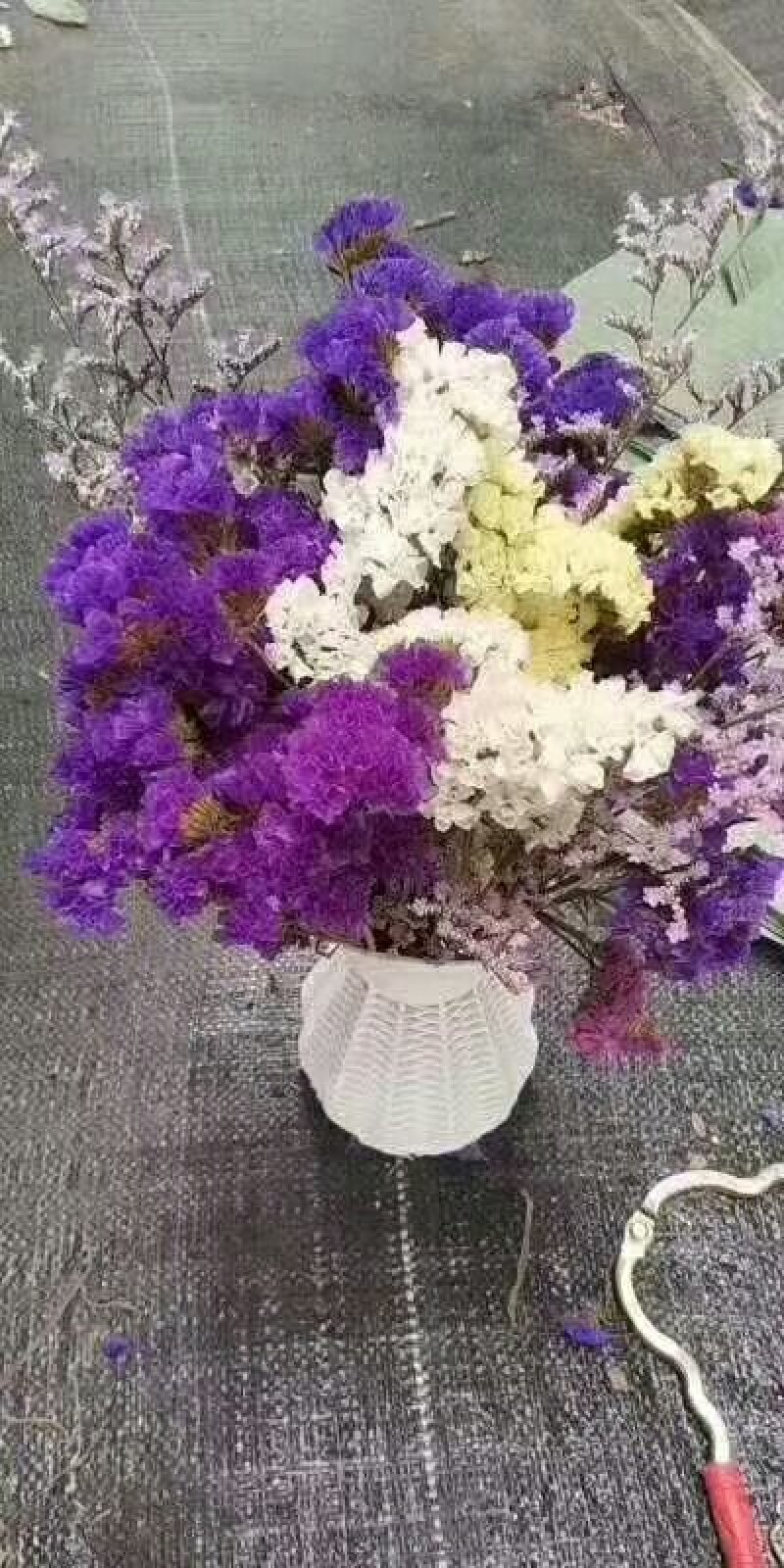 勿忘我干花