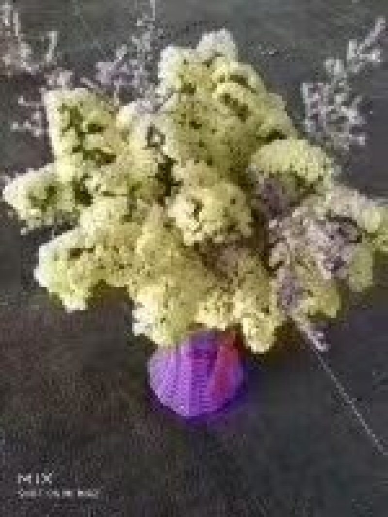 勿忘我干花