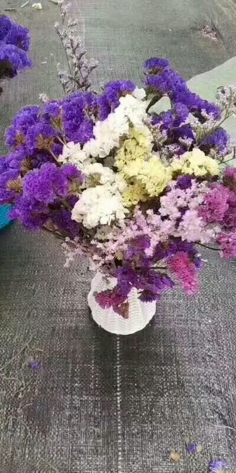 勿忘我干花