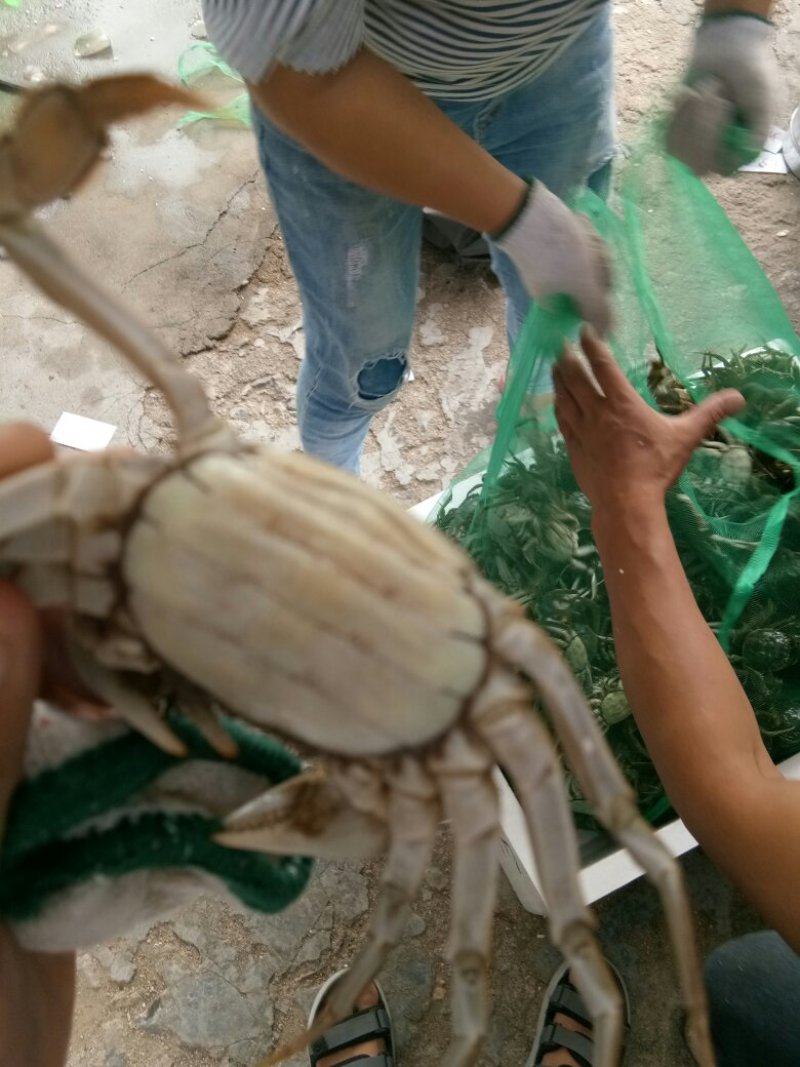 大闸蟹
