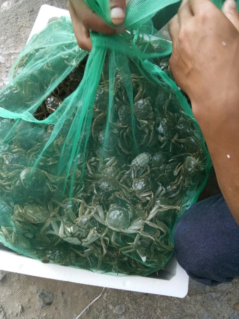 大闸蟹