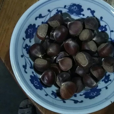 野生板栗