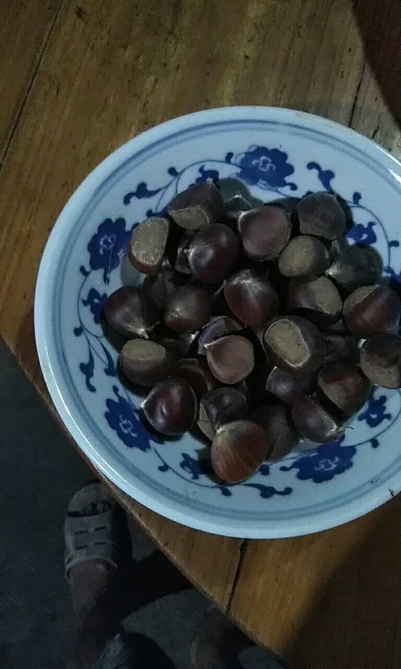 野生板栗