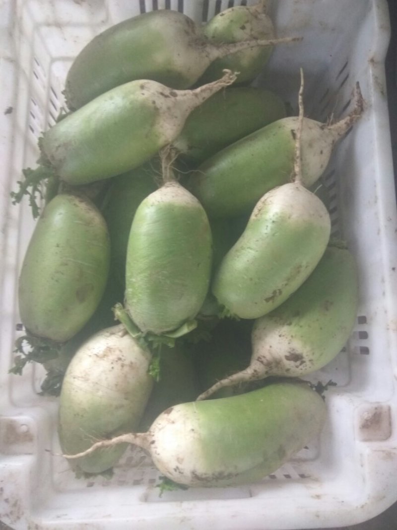 791青萝卜