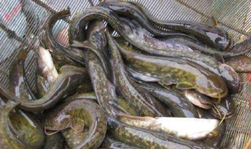 洞庭湖纯野生土鲶鱼。