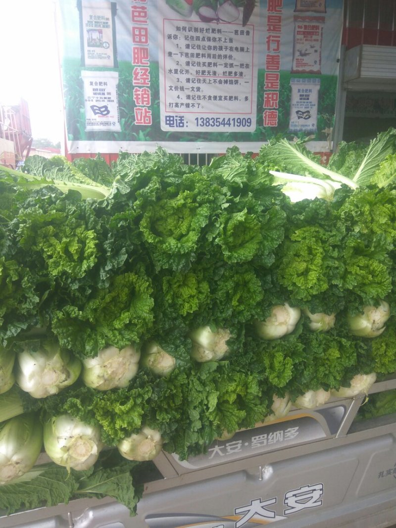 秋绿60白菜