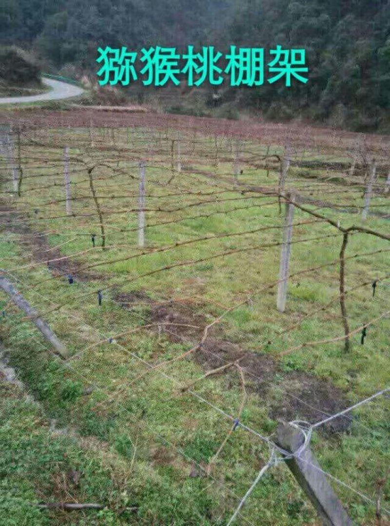 猕猴桃棚架水泥柱售果园棚架拉线铝包钢丝热镀锌钢丝