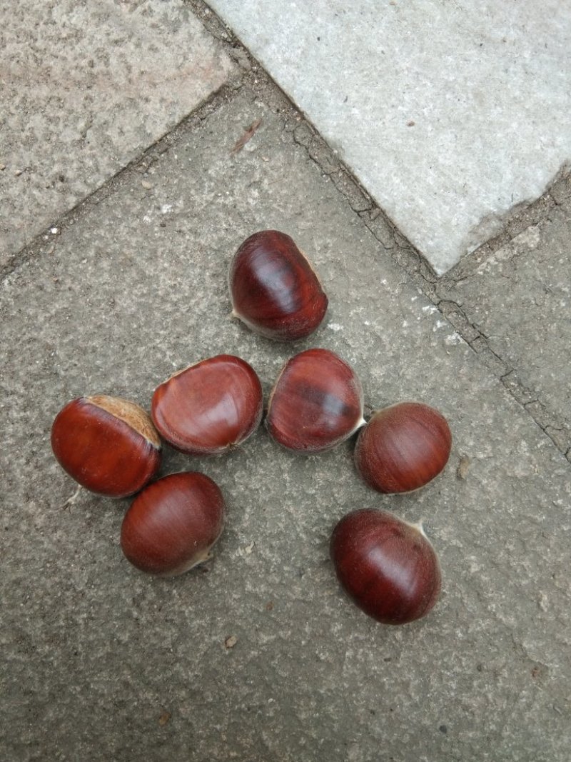 油栗