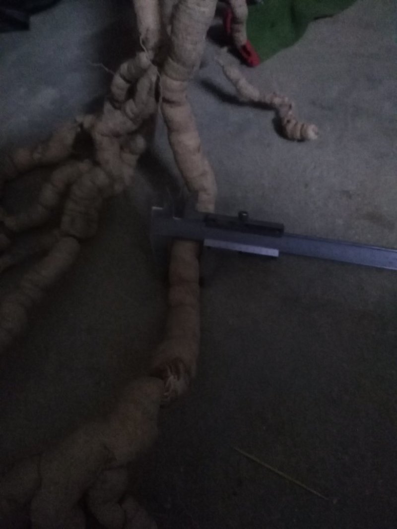特大巴戟，一手货源，量大有优惠，全部都是手指那么大的哦